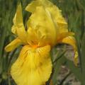 Iris x barbata elatior 'St Crispin'