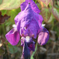 Iris barbata-nana 'Cyanea'
