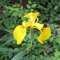 Iris pseudacorus, Iris pseudacorus