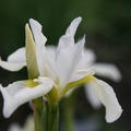 Iris sanguinea 'Snow Queen'