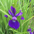 Iris sibirica 'Caesar'