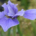 Iris sibirica 'Dancing Nanou'