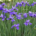 Iris sibirica 'Dreaming Spires'