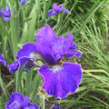 Iris sibirica 'Plissee' (tetraploid)