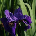 Iris sibirica 'Ruffled Velvet'