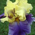 Iris x barbata elatior 'Edith Wolforth'