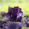 Iris x barbata elatior 'Superstition'