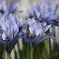 Zwergiris 'Alida' (Iris reticulata 'Alida')