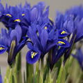 Zwergiris 'Harmony' (Iris reticulata 'Harmony')