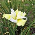 Iris sibirica 'Welfenfrstin'