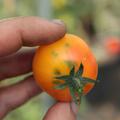 Gourmet-Tomate 'Isis Candy Cherry' (Solanum lycopersicum)