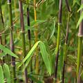 Bambushalme und grne Fargesiabltter