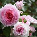 Rose 'James Galway'