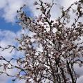 Japanische Mini-Zierkirsche 'Kojou-no-mai' weiss-zartrosa Blüten