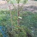 Japanische Pflaume 'TC Sun', Prunus salicina 'TC Sun'