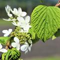 Japanischer Etagen-Schneeball 'Mariesii' (Viburnum plicatum 'Mariesii)