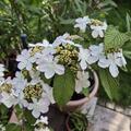 Japanischer Schneeball 'Kilimandjaro Sunrise', Viburnum plicatum