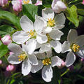 Malus floribunda