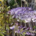 Japanischer Blauregen Wisteria floribunda, Blauregen