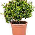 Jasminum officinale, Busch, im 28cm Topf, Hhe 65cm, Breite 40cm