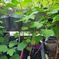 Johannisbeere Ribest Blanchette, Ribes rubrum