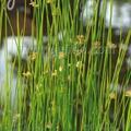 Juncus effusus, Staude, Pppel