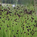 Juncus ensifolius