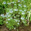 Jungfer im Grnen, Nigella damascena