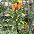 Kaiserkrone 'Early Dream', Fritllaria 'Early Dream'