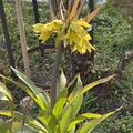 Kaiserkrone 'Early Sensation', Fritillaria 'Early Sensation'