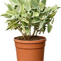 Kalanchoe beharensis 'Oak Leaf', Busch, im 20cm Topf, Hhe 45cm, Breite 30cm