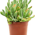 Kalanchoe beharensis 'Oricola', Busch, im 20cm Topf, Hhe 45cm, Breite 30cm