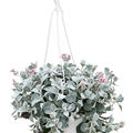 Kalanchoe pumila, Ampel, im 17cm Topf, Hhe 40cm, Breite 25cm