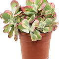 Kalanchoe thyrsiflora 'Variagata', Busch, im 20cm Topf, Hhe 45cm, Breite 30cm
