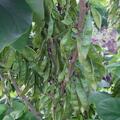 Kanadischer Judasbaum, Cercis canadensis