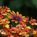 Kapkrbchen, Kapmargerite Orange (8er Set), Osteospermum ecklonis