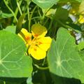 Kapuziner nieder 'Jewel Peach Melba', Tropaeolum majus 