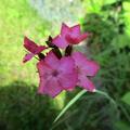 Kartuser Nelke, Dianthus carthusianorum