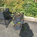 Kartoffel Revoluzzer 'Simsalata', Solanum tuberosum 'Simsalata'