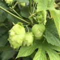 Hopfenpflanze 'Kent Goldling' (Humulus lupulus)