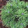 Pinus mugo 'Mops'