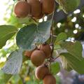 Kiwi Hayward, Actinidia chin. Deliciosa