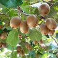 Kiwi, Actinidia deliciosa Hayward, grossfruchtige Kiwi
