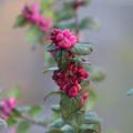 Symphoricarpos x doorenbosii Amethystbeere Schneebeere Magic Berry