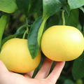 Klassische Grapefruit 'Marsh Seedless', Citrus paradisi 'Marsh Seedless'