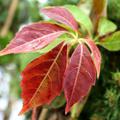 Kleinblttriger Wilder Wein Herbstfrbung