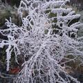 Kleine Blauraute 'Little Spire', Perovskia atriplicifolia 'Little Spire'