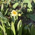 Kleinkronige Narzisse 'Laurens Koster', Narcissus 'Laurens Koster' 
