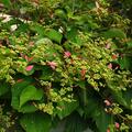 Kletterhortensie, Rosafarbene Spalthortensie, Schizophragma hydrangeoides 'Roseum'