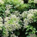 Kletterhortensie (Hydrangea petiolaris)